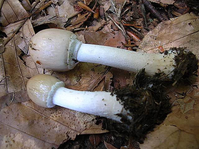 La Flora fungina negli aspetti microclimatici subtropicali